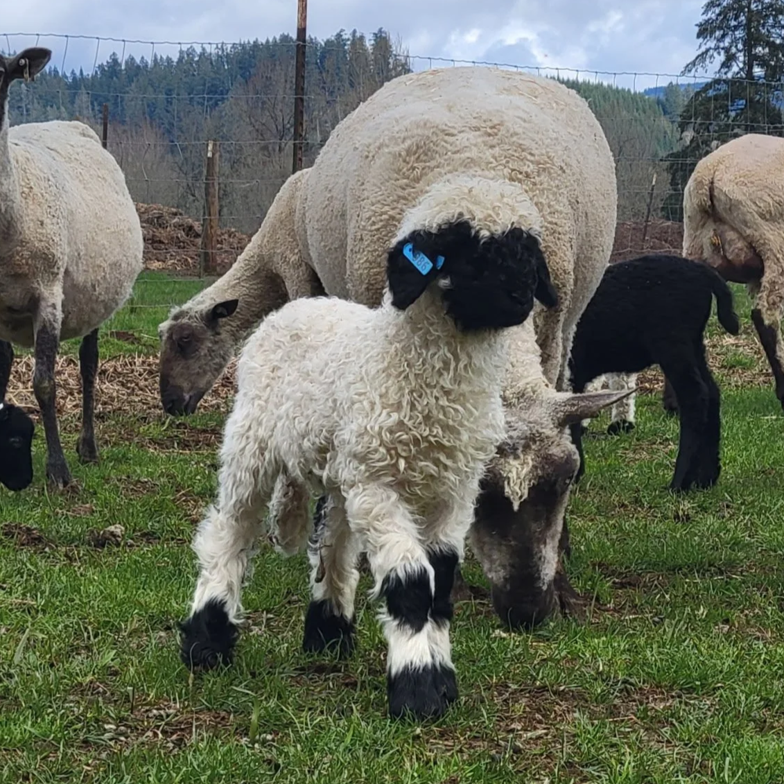 Purebred Valais Blacknose Ewes for Sale — Pure Valais Blacknose